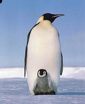 Kaiserpinguin